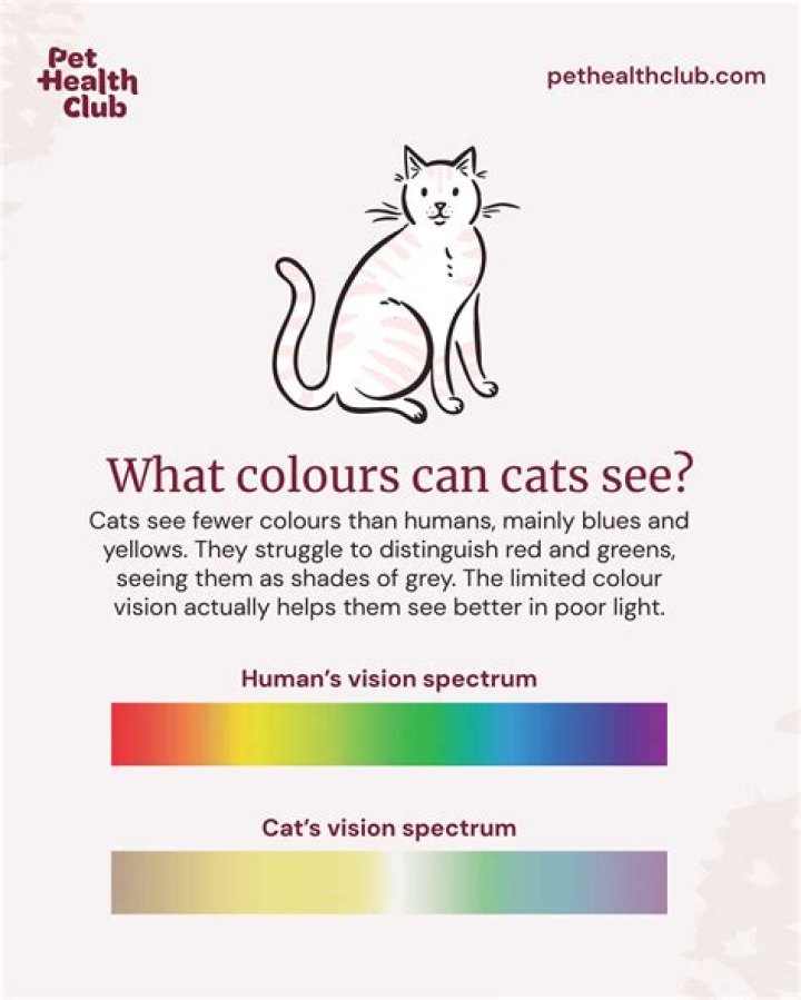 Are all cats color blind?