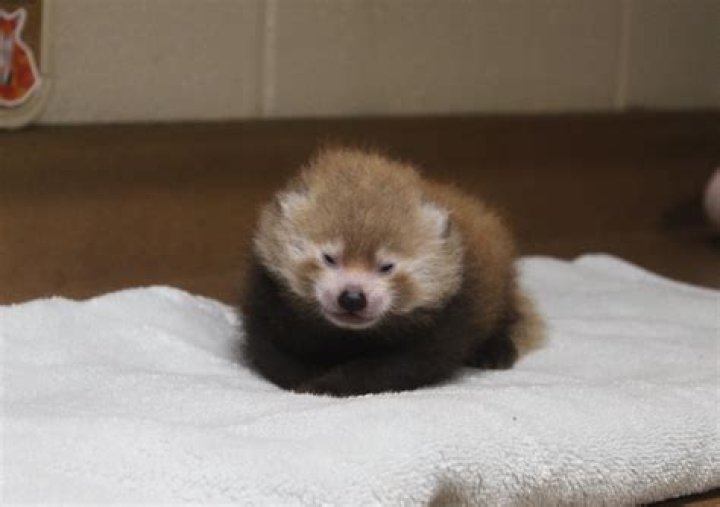 Are all red pandas born female?