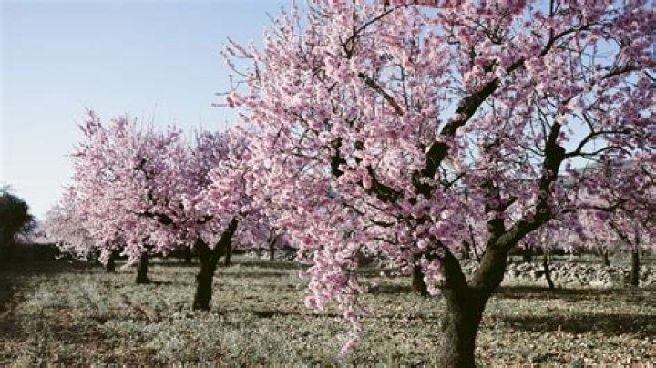 Are almond trees male or female?