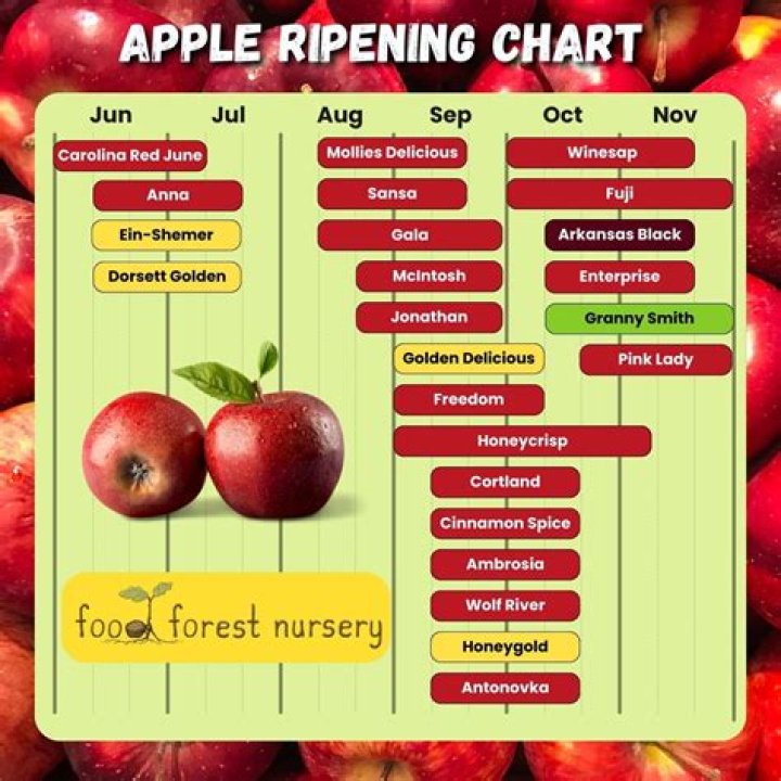 Are apples forbidden fruit?