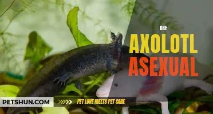 Are axolotl asexual?