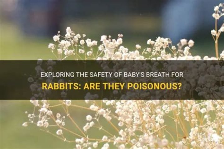 Are baby breath poisonous?