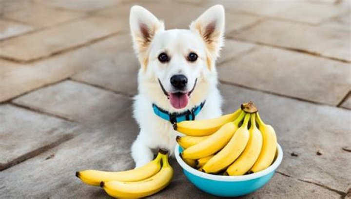 Are bananas OK for dogs?