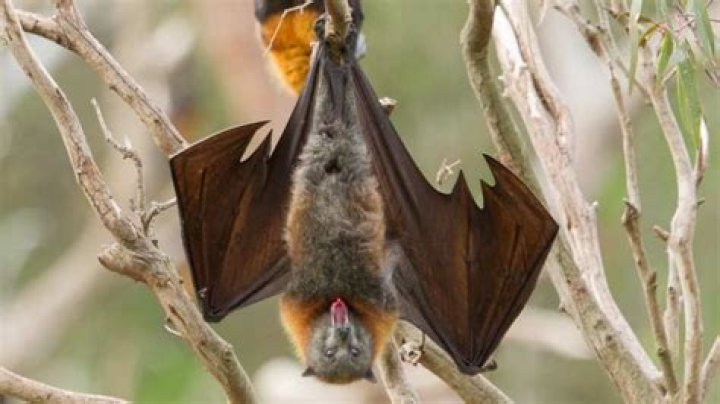 Are bats bad luck?