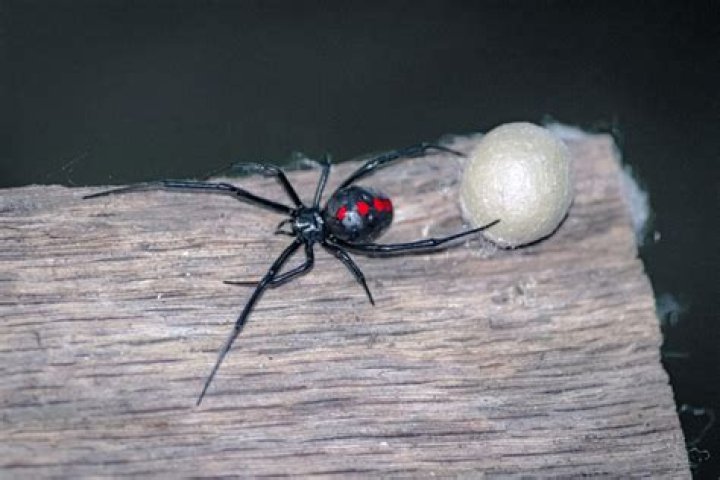 Are black widow spiders asexual?