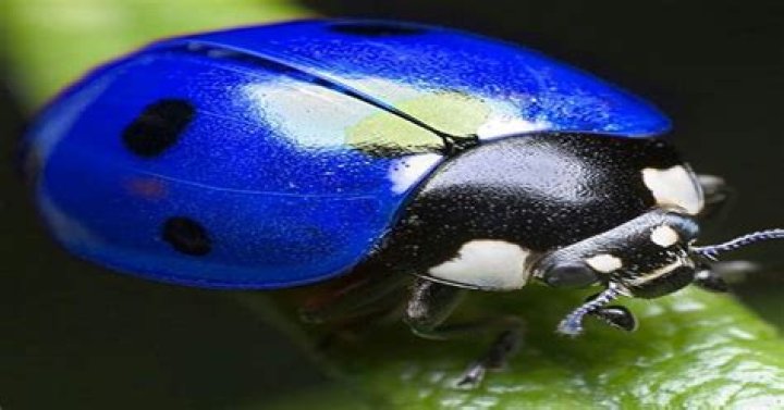 Are blue ladybugs real?