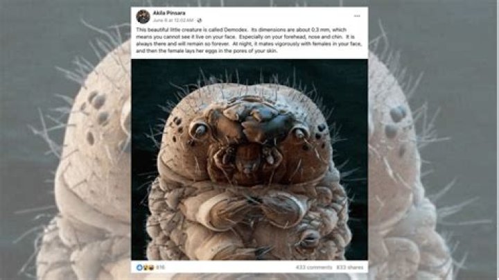 Are bulb mites harmful to humans?