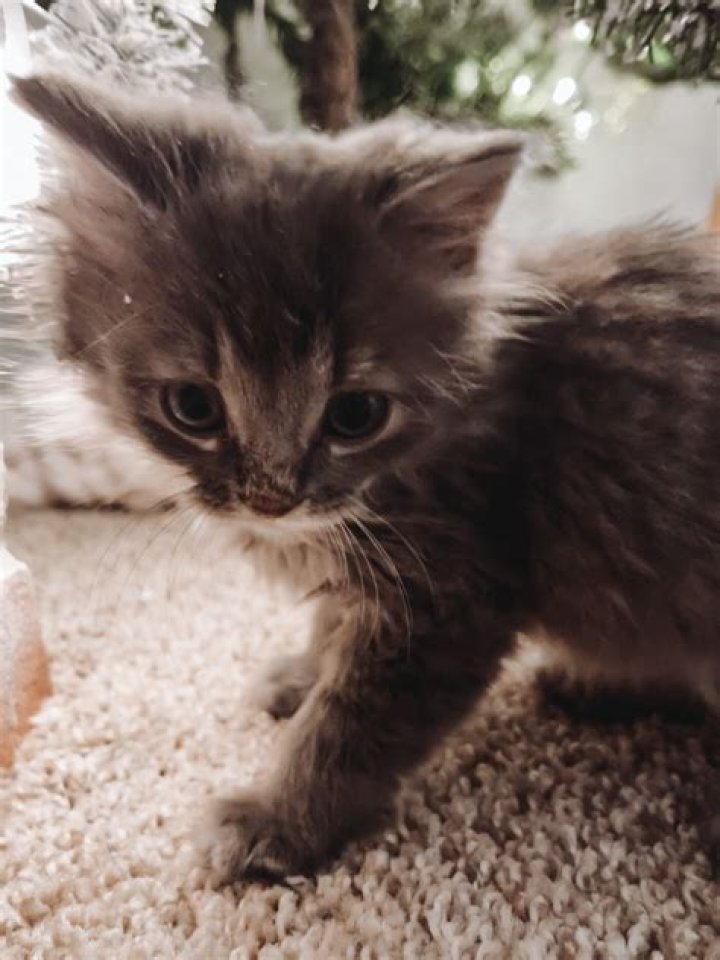 Are cats easier than kittens?