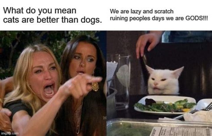 Are cats gods?