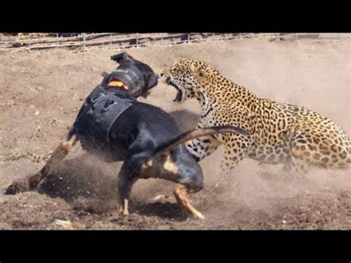 Are cheetahs afraid of dogs?