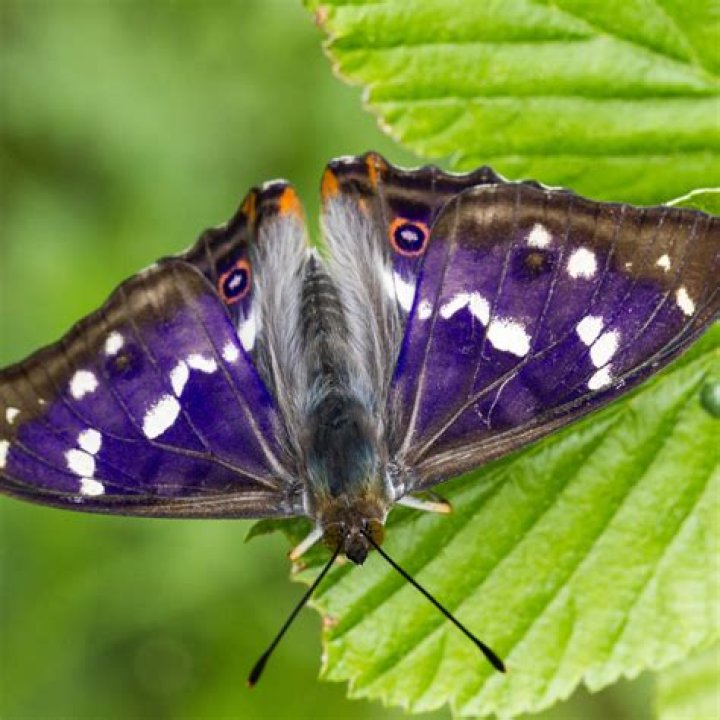 Are Chimera butterflies real?