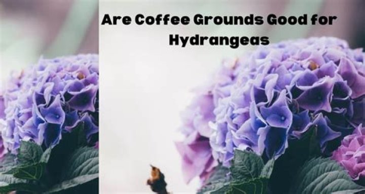 Are coffee grounds good for hydrangeas?