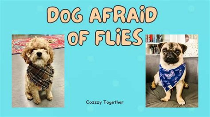 Are dogs afraid of bears?