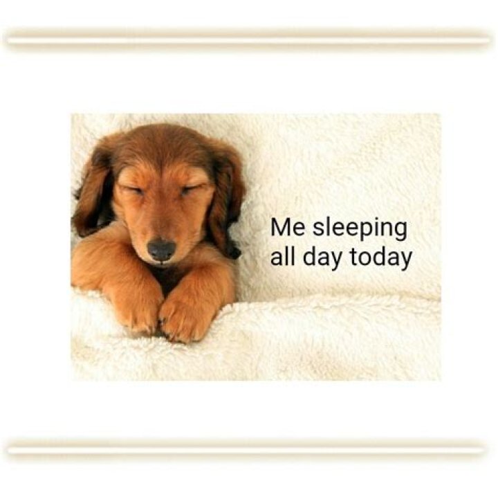 Are dogs OK sleeping all day?