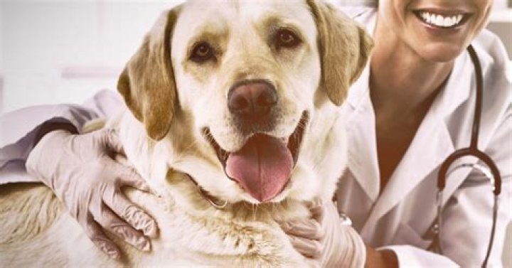 Are drug dogs trained to smell multiple drugs?