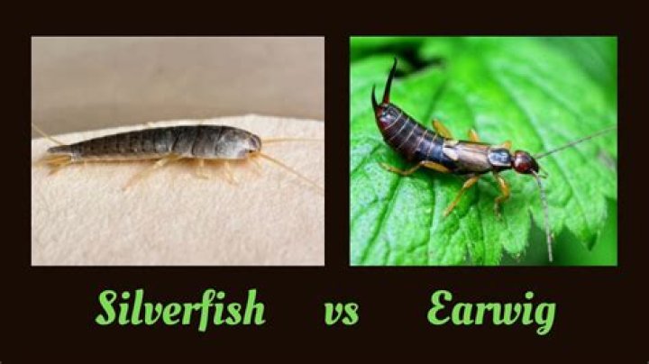 Are earwigs the same as silverfish?