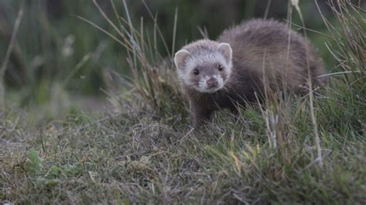 Are ferrets rats?