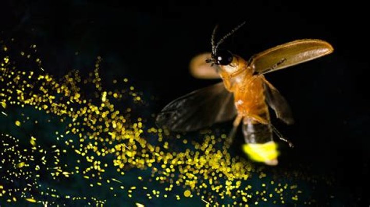 Are fleas attracted to phone light?