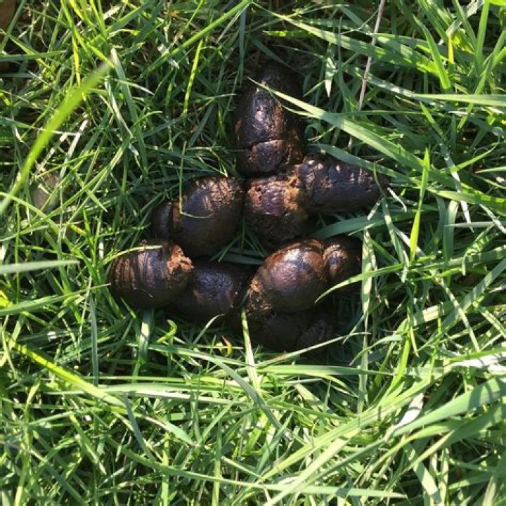 Are fox attracted to dog poop?