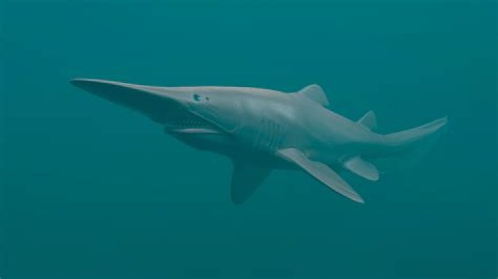 Are goblin sharks friendly?