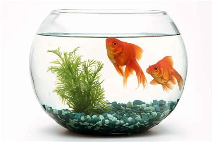 Are goldfish happy in a bowl?