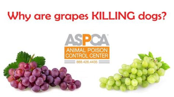 Are grape stems poisonous to dogs?