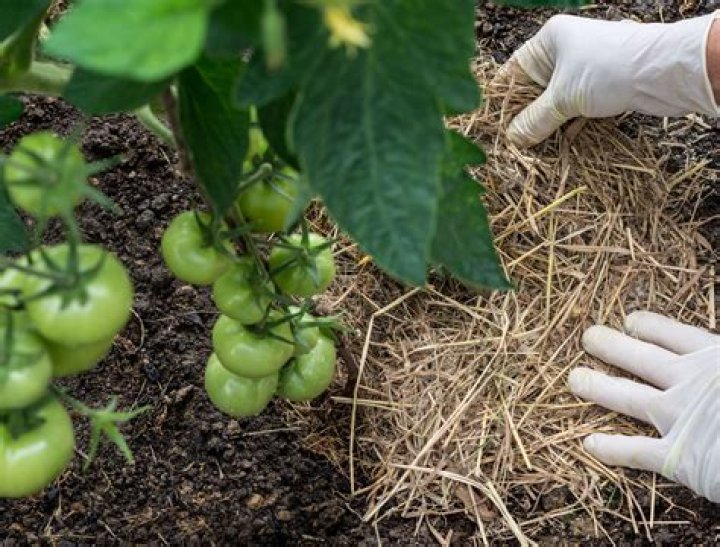 Are grass clippings good for tomato plants?