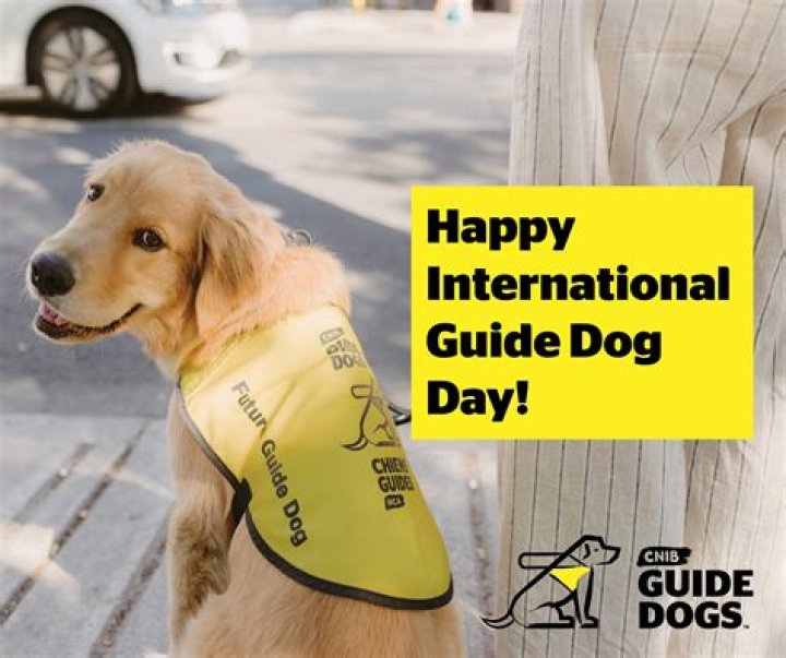 Are guide dogs happy?