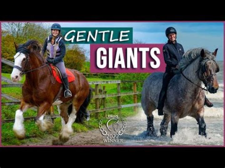 Are horses gentle?