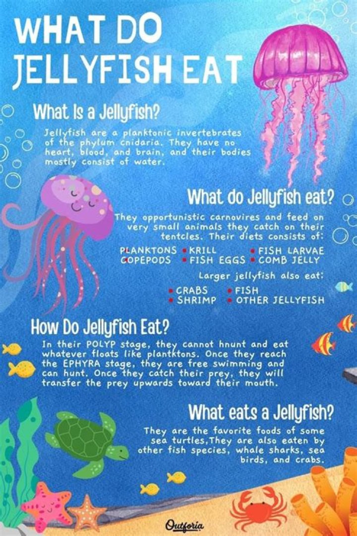 Are jellyfish good for anything?