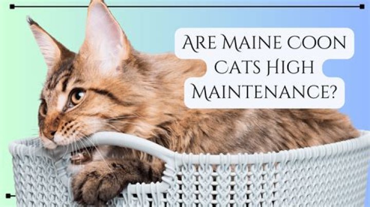 Are kittens high maintenance?