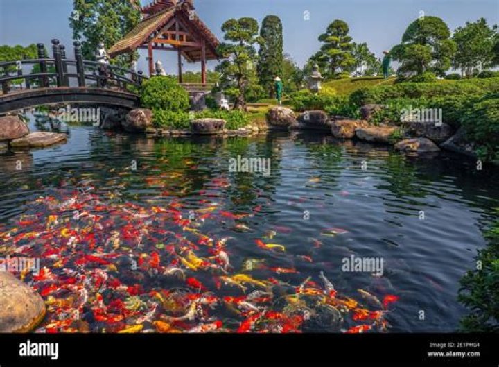 Are koi Japanese or Chinese?