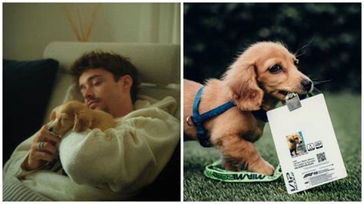 Are Leos dog people?