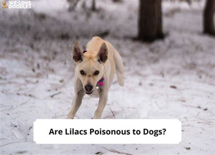 Are lilacs poisonous to dogs?
