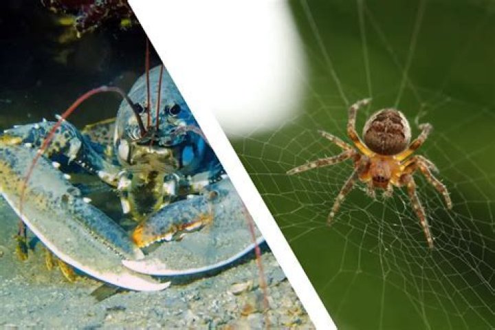 Are lobsters related to spiders?