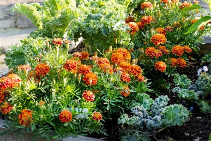 Are marigolds good companion plants?