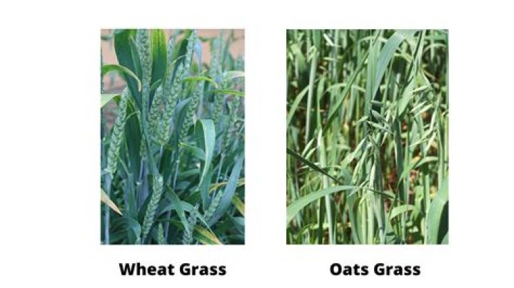 Are oats wheat?