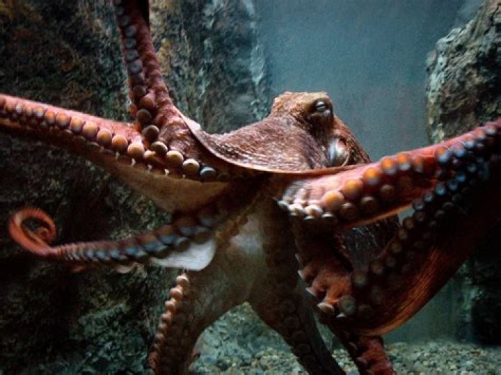 Are octopus hooks good for trout?