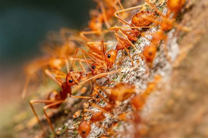 Are orange ants harmful?