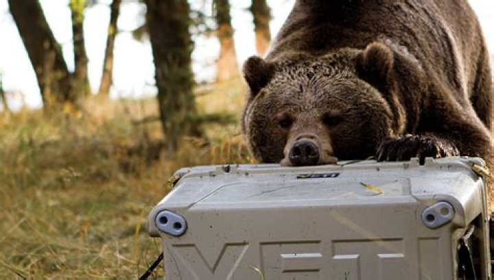 Are Orca coolers bear-proof?