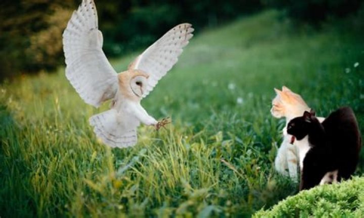 Are owls loyal?