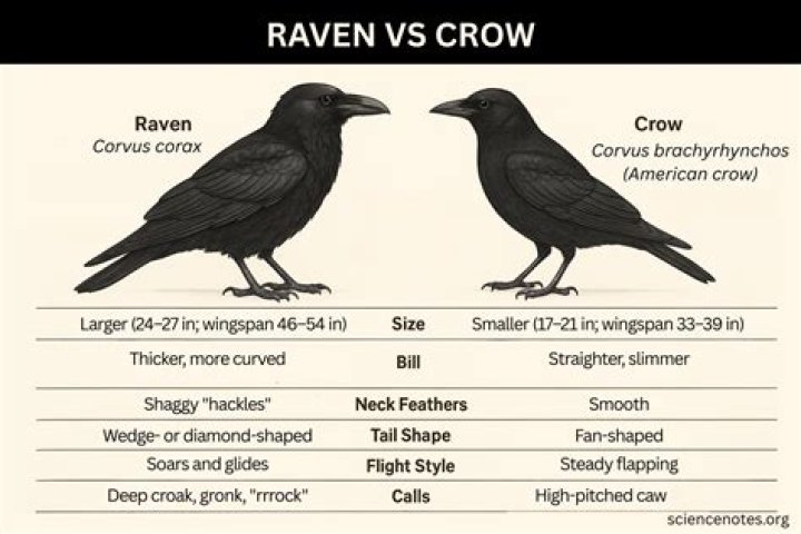 Are owls predators of crows?
