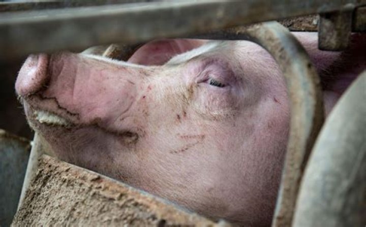 Are pigs jealous?