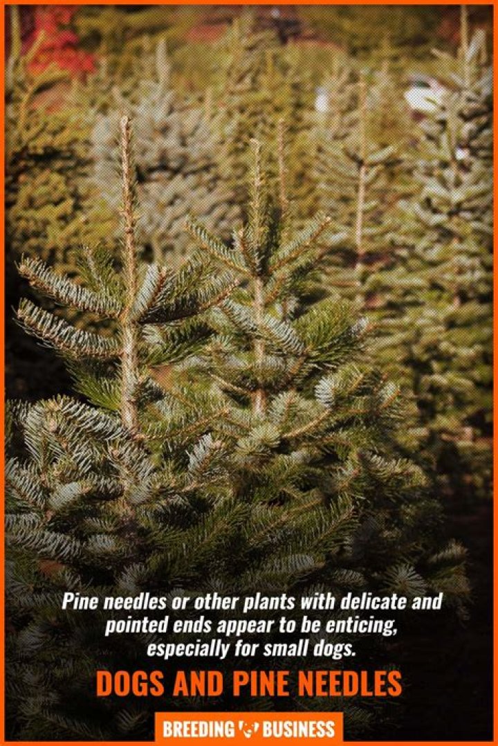 Are pine needles harmful to dogs?