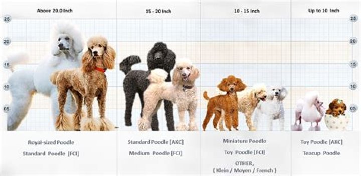 Are poodles highly strung?