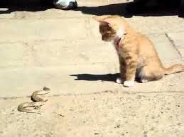 Are rats afraid of cat urine?