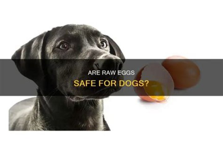 Are raw eggs bad for dogs?