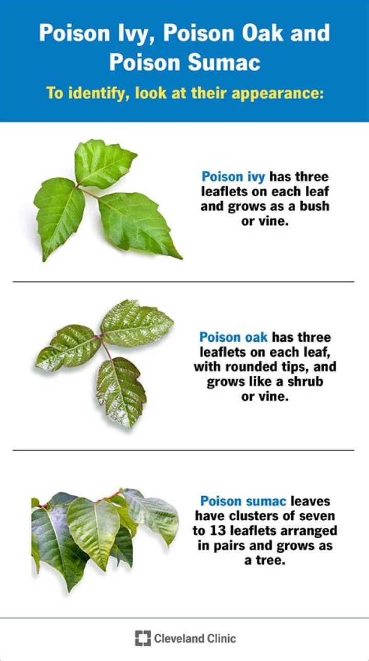 Are saiyans immune to poison?