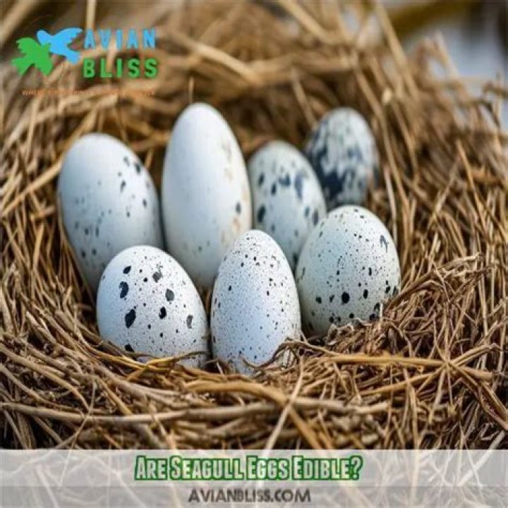 Are seagulls edible?