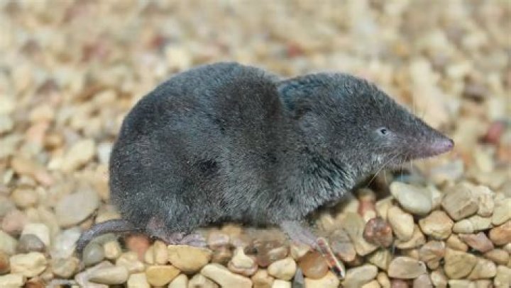 Are shrews poisonous to humans?